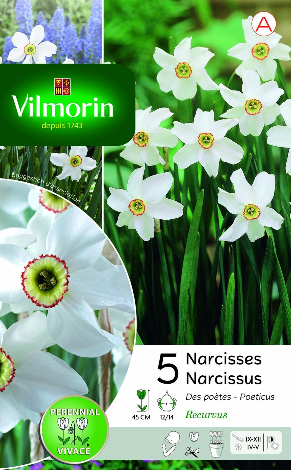 Narcisse Recurvus Fleur rare et gracieuse Vilmorin Jardin — free download